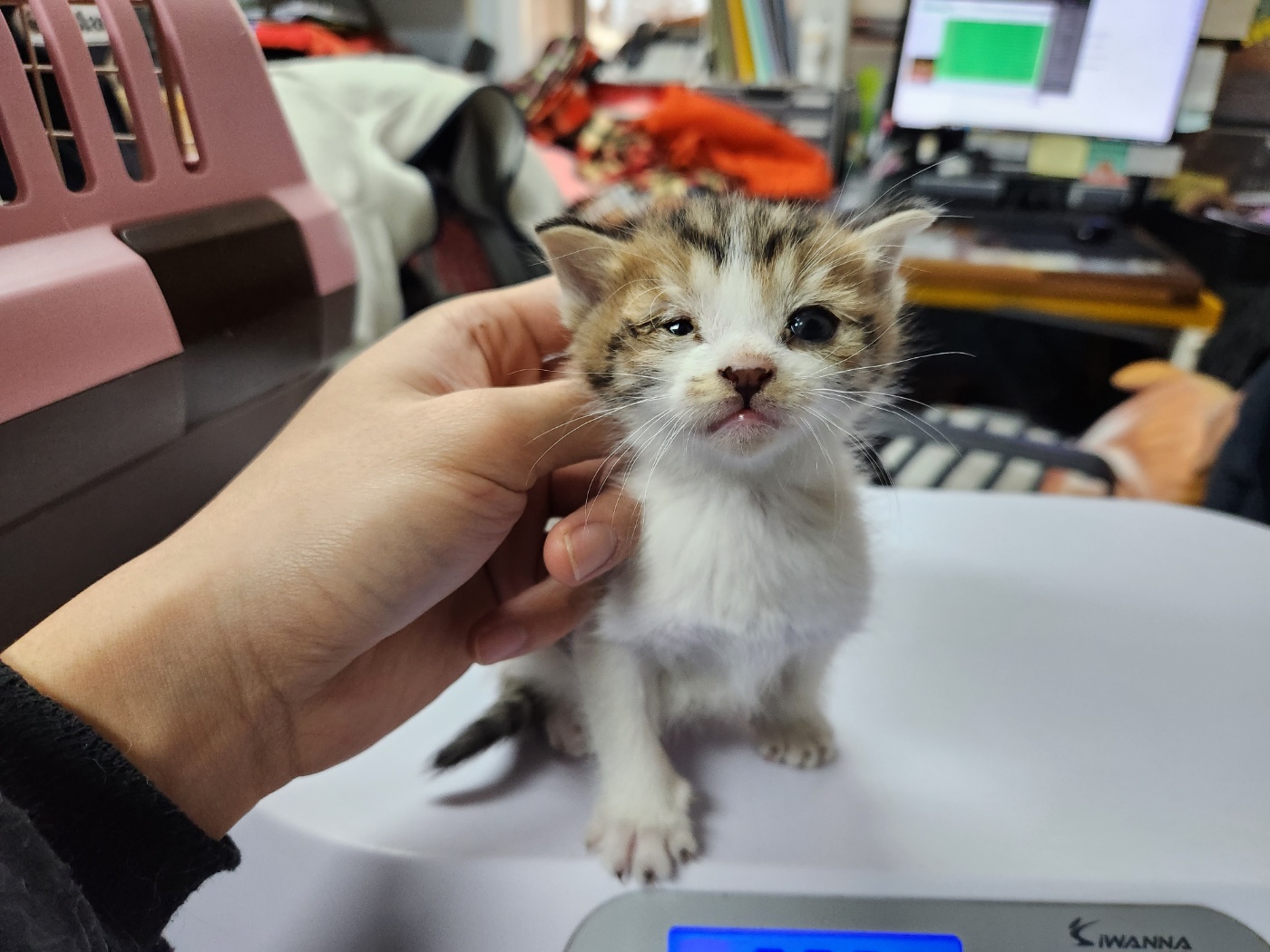 [고양이] 한국 고양이 광주-동구-2023-00270 유기동물 배경 이미지 입니다.