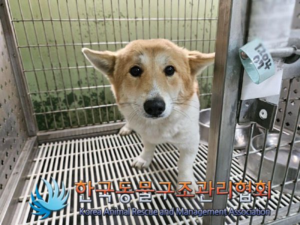 한국동물구조관리협회_441559202301260