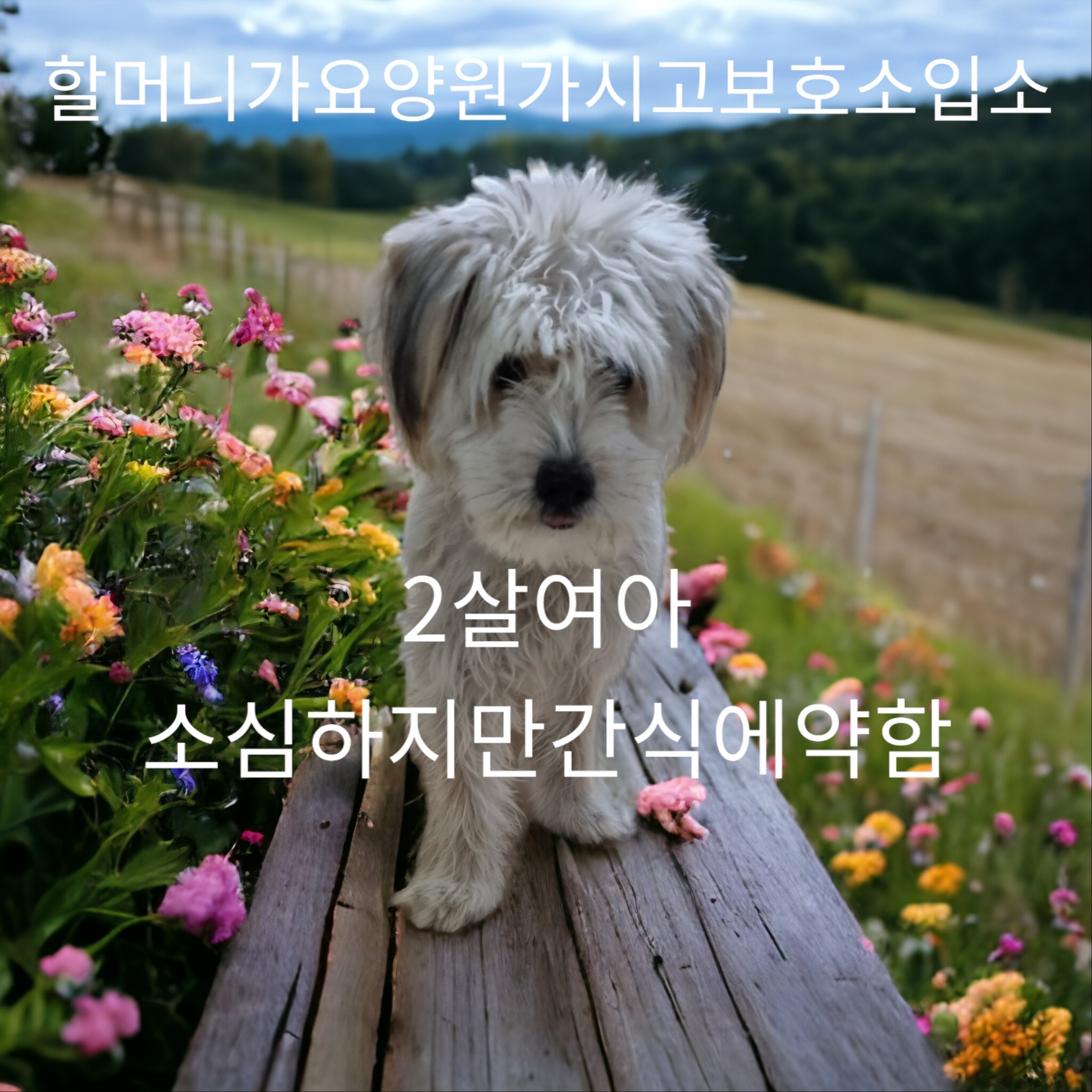 성주유기동물보호센터_447521202300382