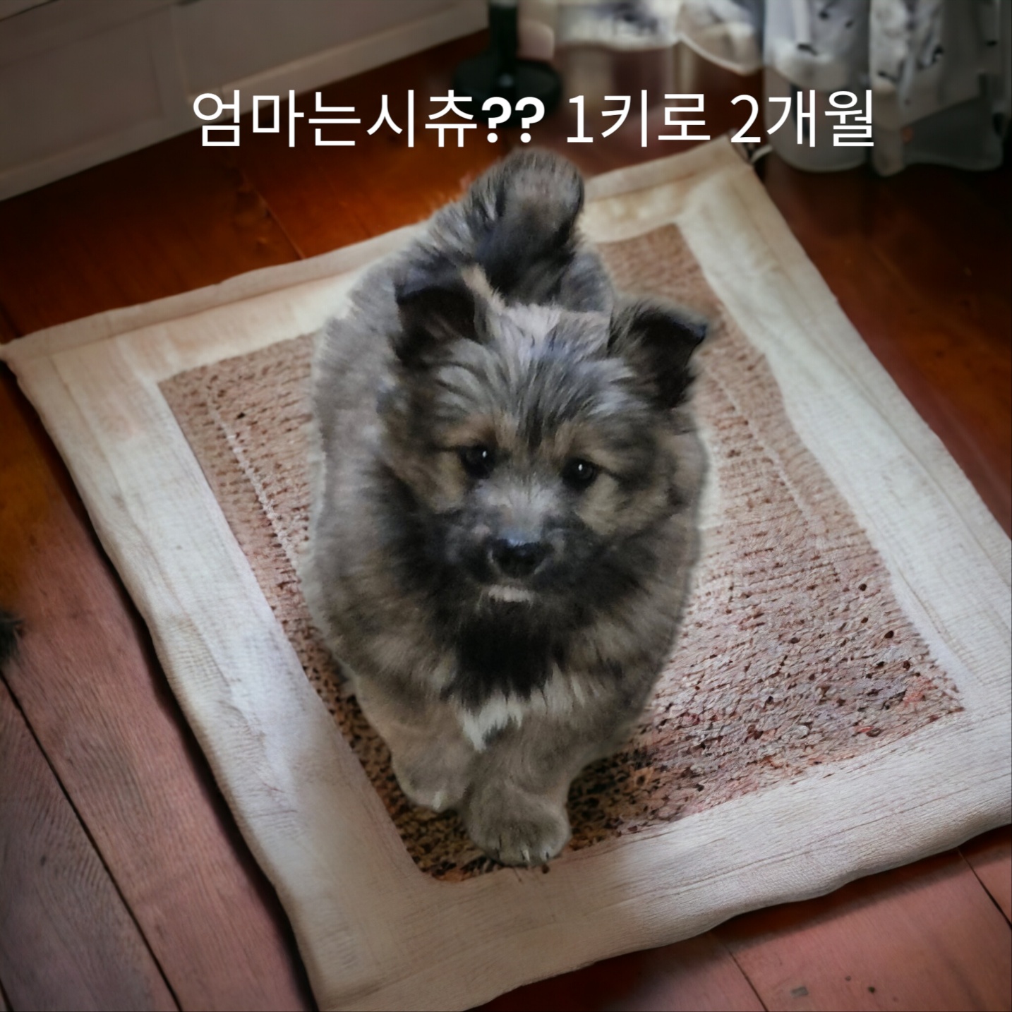 [개] 엄마는시츄? 경북-성주-2023-00378 유기동물 배경 이미지 입니다.