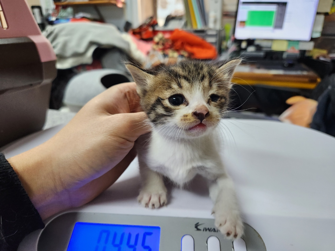 [고양이] 한국 고양이 광주-동구-2023-00269 유기동물 배경 이미지 입니다.