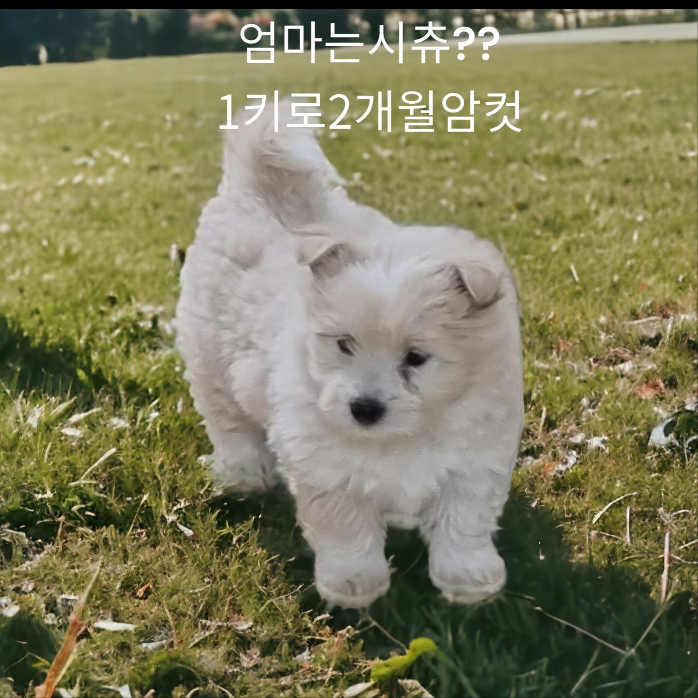 [개] 엄마는시츄? 경북-성주-2023-00377 유기동물 배경 이미지 입니다.