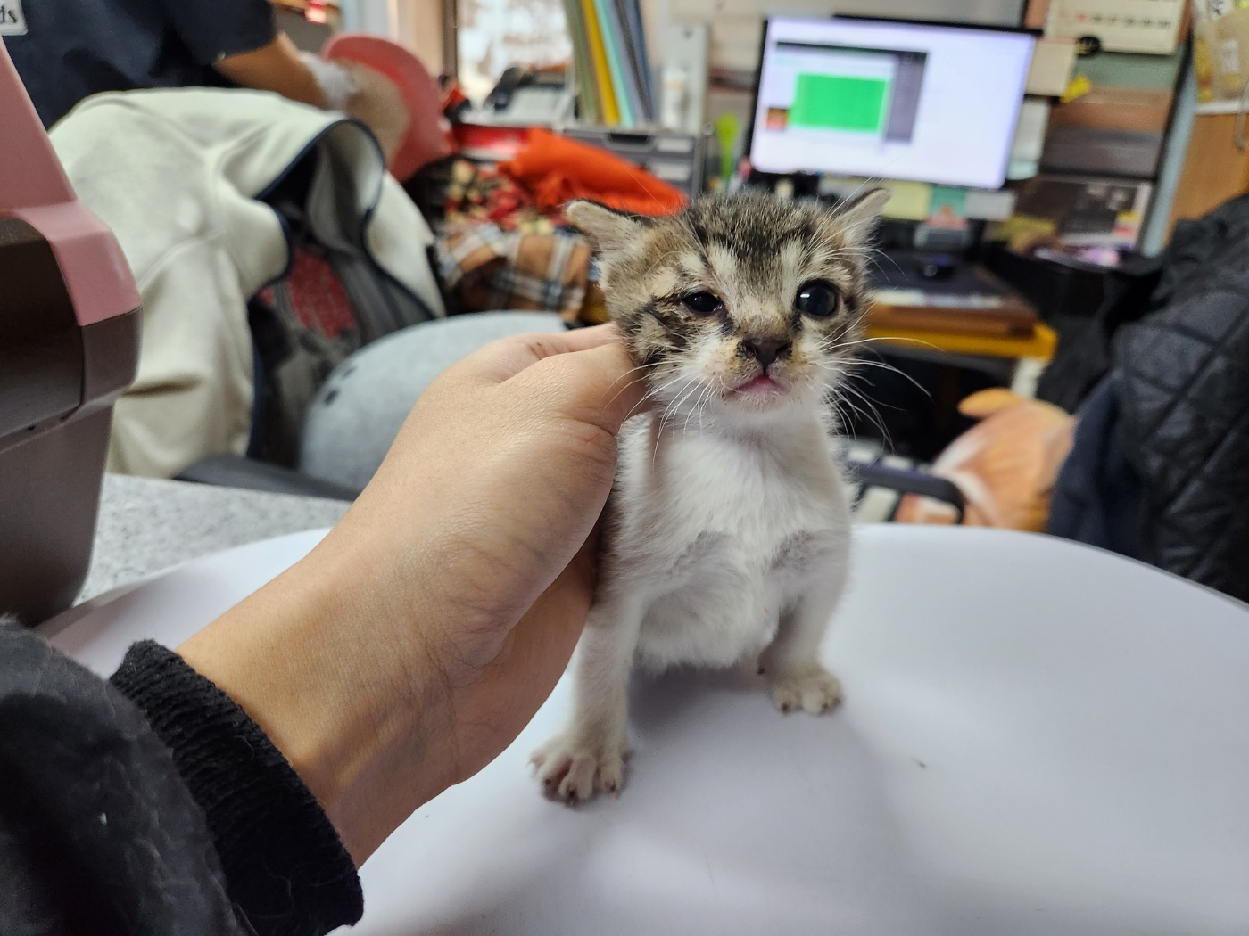 [고양이] 한국 고양이 광주-동구-2023-00271 유기동물 배경 이미지 입니다.