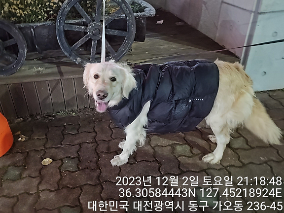 대전동물보호센터_430364202300371