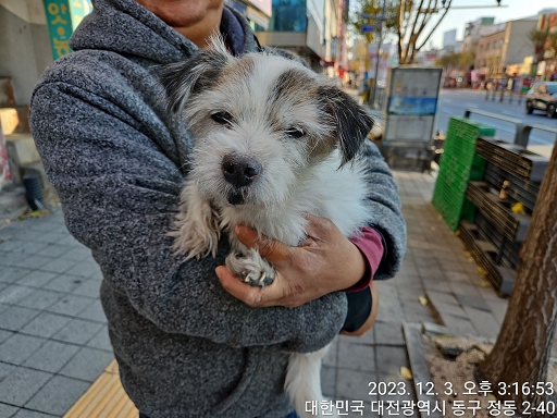 종료(반환) 믹스견…