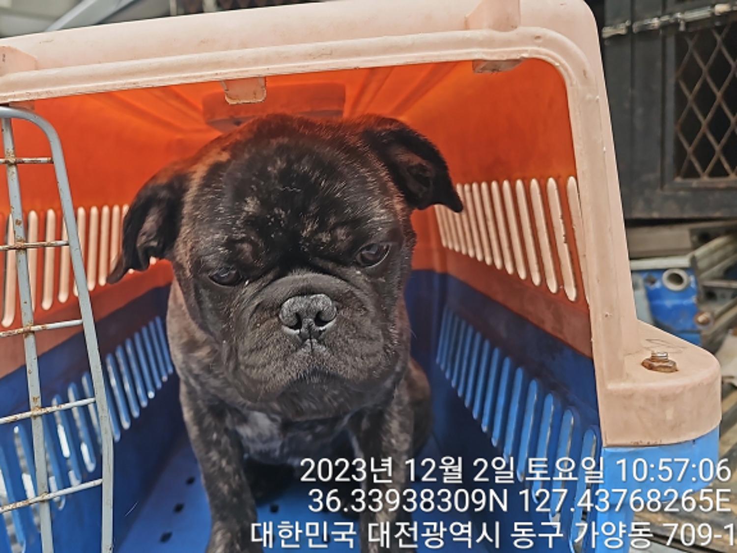종료(입양) 프렌치…
