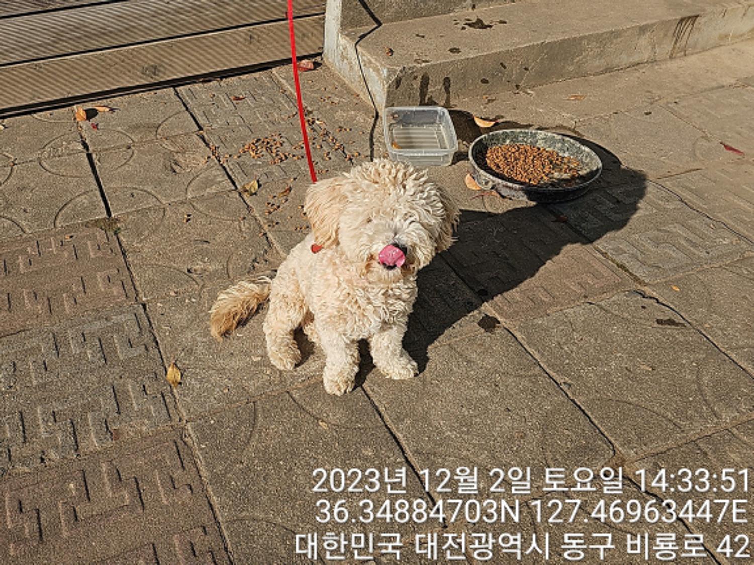 종료(입양) 비숑 …
