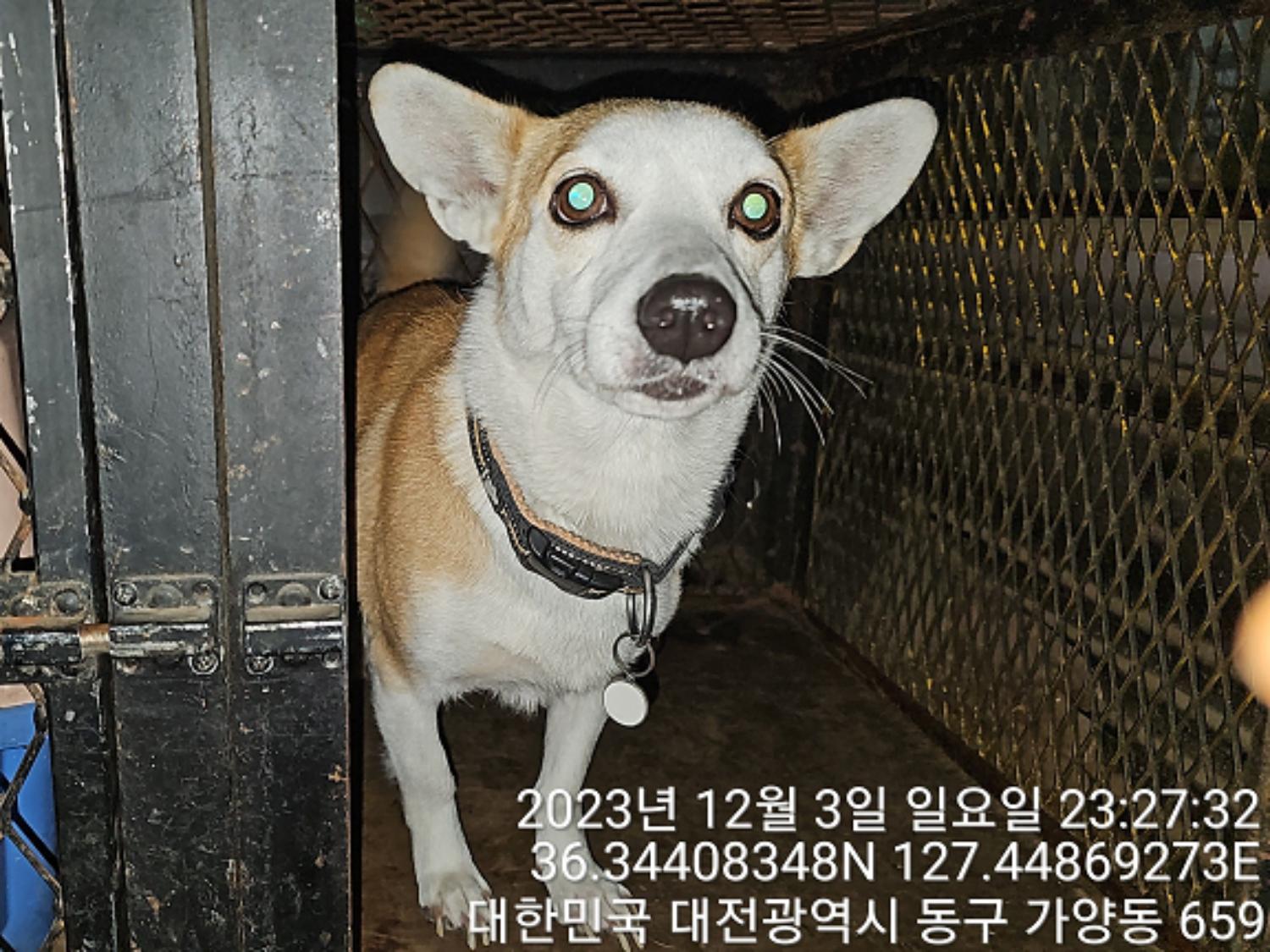 종료(반환) 웰시 …