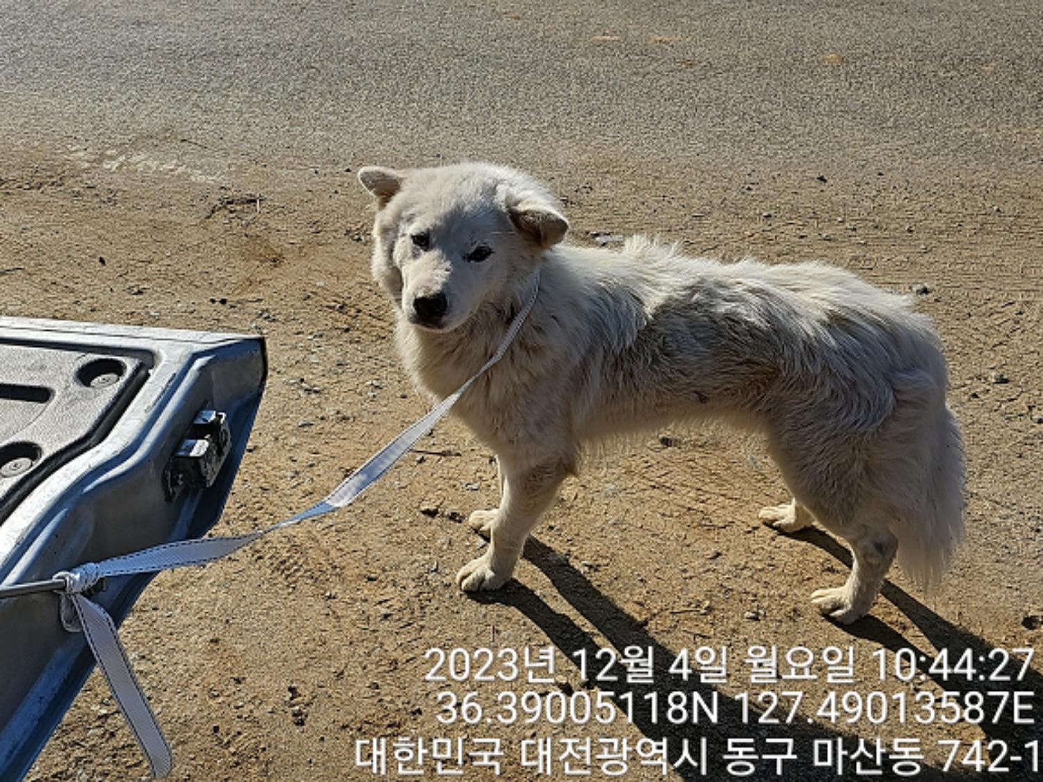보호중 믹스견의 가…