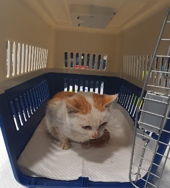 보호중 한국 고양이…