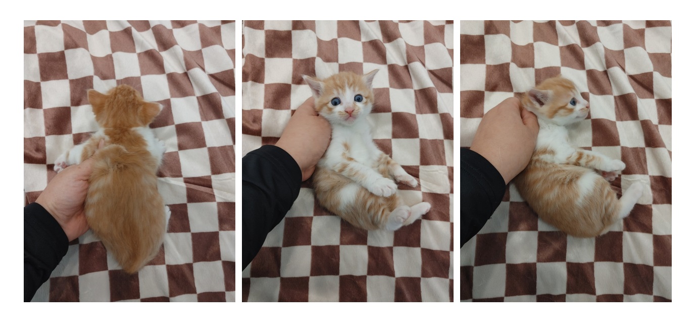 종료(입양) 한국 …