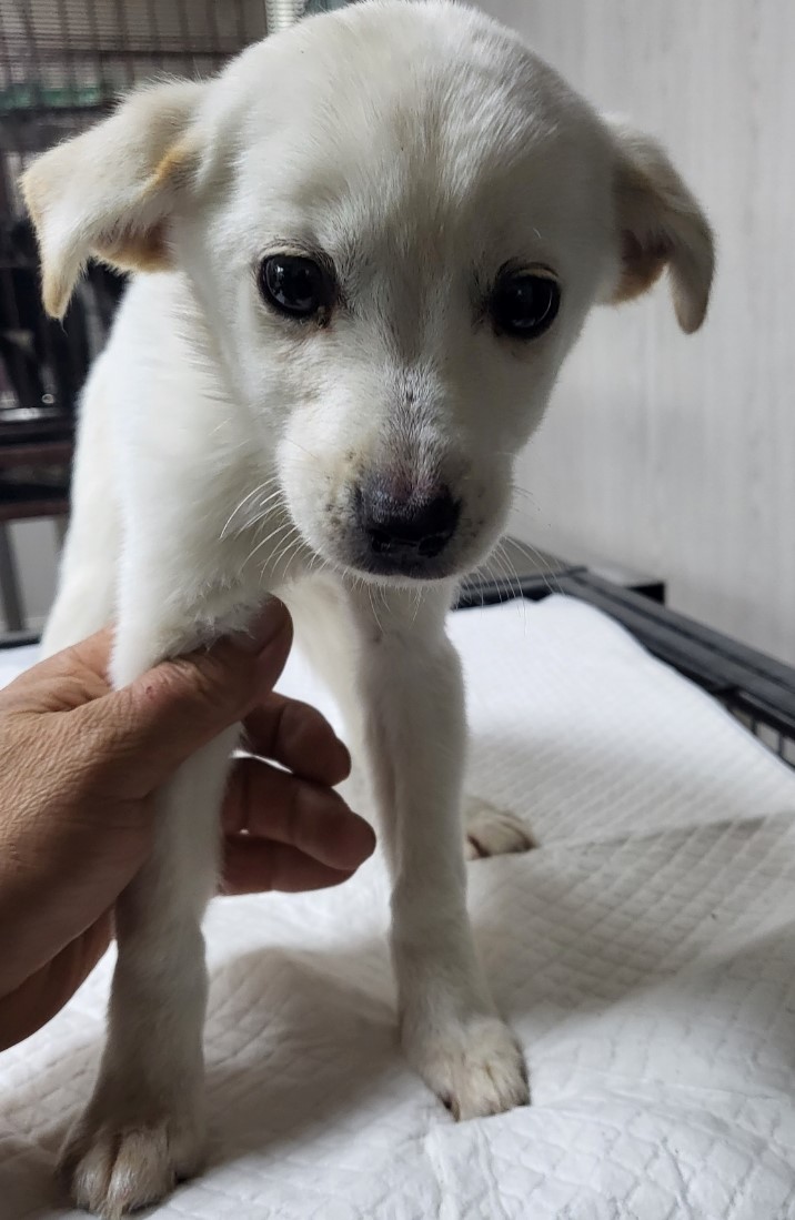 영광동물보호센터_446497202300426