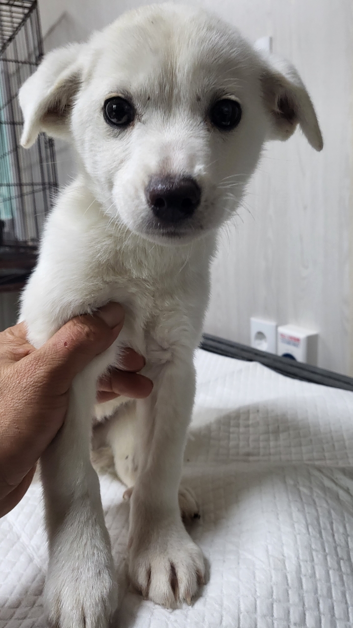 영광동물보호센터_446497202300425