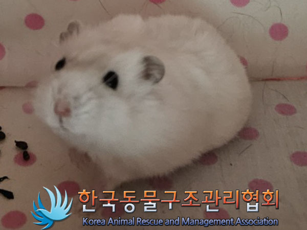 종료(입양) 햄스터…