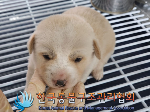 보호중 믹스견의 가…