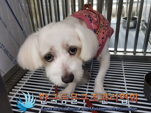 종료(입양) 말티즈…