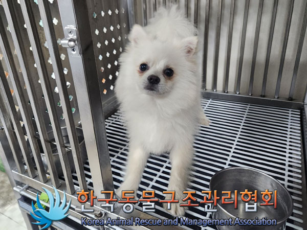 종료(반환) 포메라…