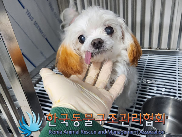 종료(반환) 말티즈…