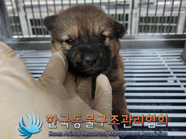 보호중 믹스견의 가…