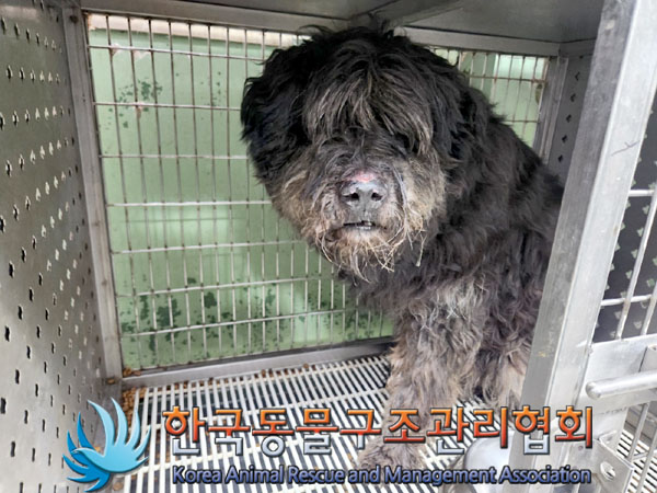종료(안락사) 믹스…