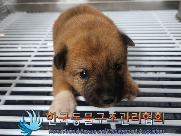 보호중 믹스견의 가…
