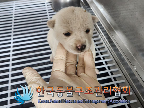 보호중 믹스견의 가…