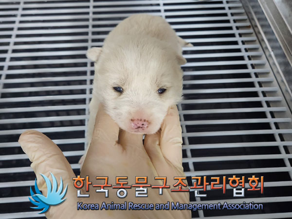 보호중 믹스견의 가…