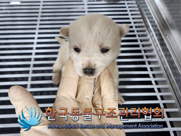 한국동물구조관리협회_441409202302072