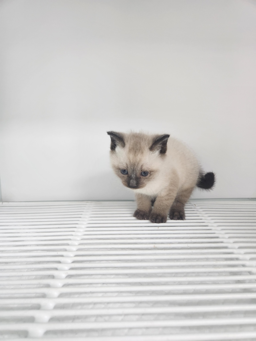 [고양이] 믹스묘 세종-세종-2023-00497 유기동물 배경 이미지 입니다.
