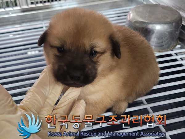 보호중 믹스견의 가…