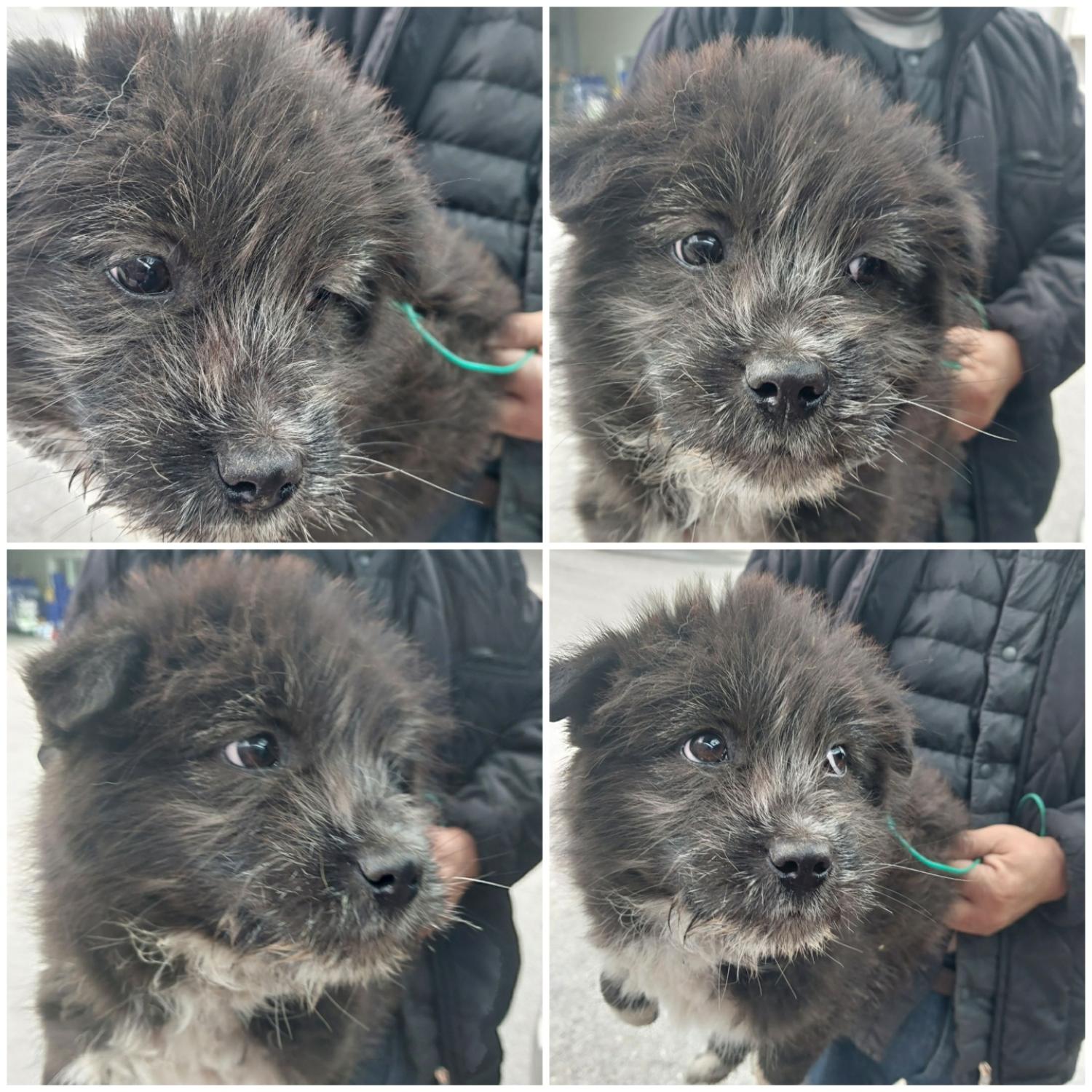 천안시유기동물보호소_444449202302403