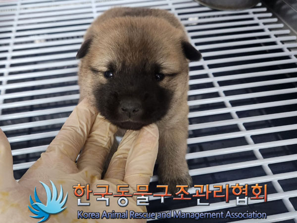 보호중 믹스견의 가…