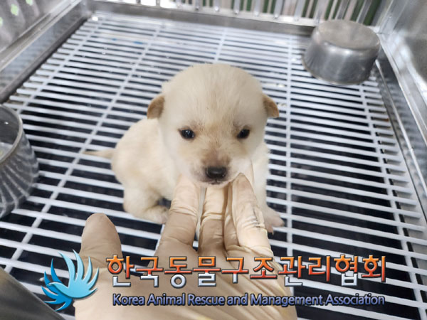 한국동물구조관리협회_441409202302071