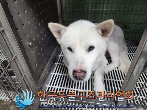 종료(반환) 믹스견…