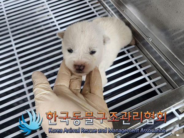 종료(자연사) 믹스…