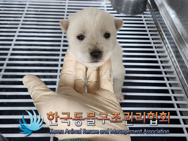 종료(자연사) 믹스…