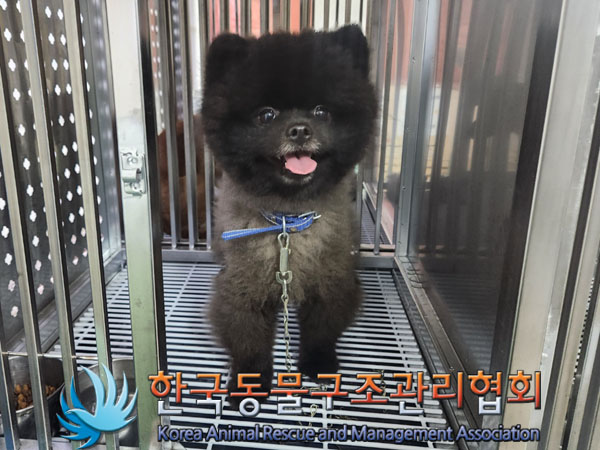 종료(입양) 포메라…