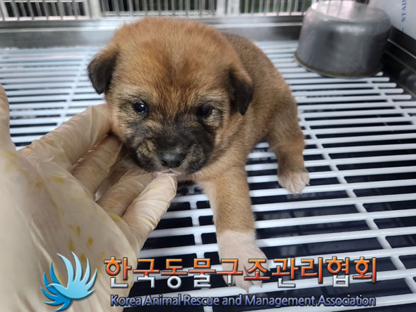 보호중 믹스견의 가…