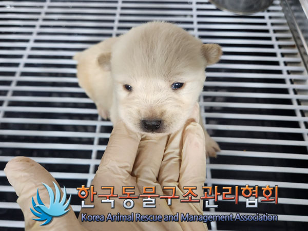 종료(입양) 믹스견…