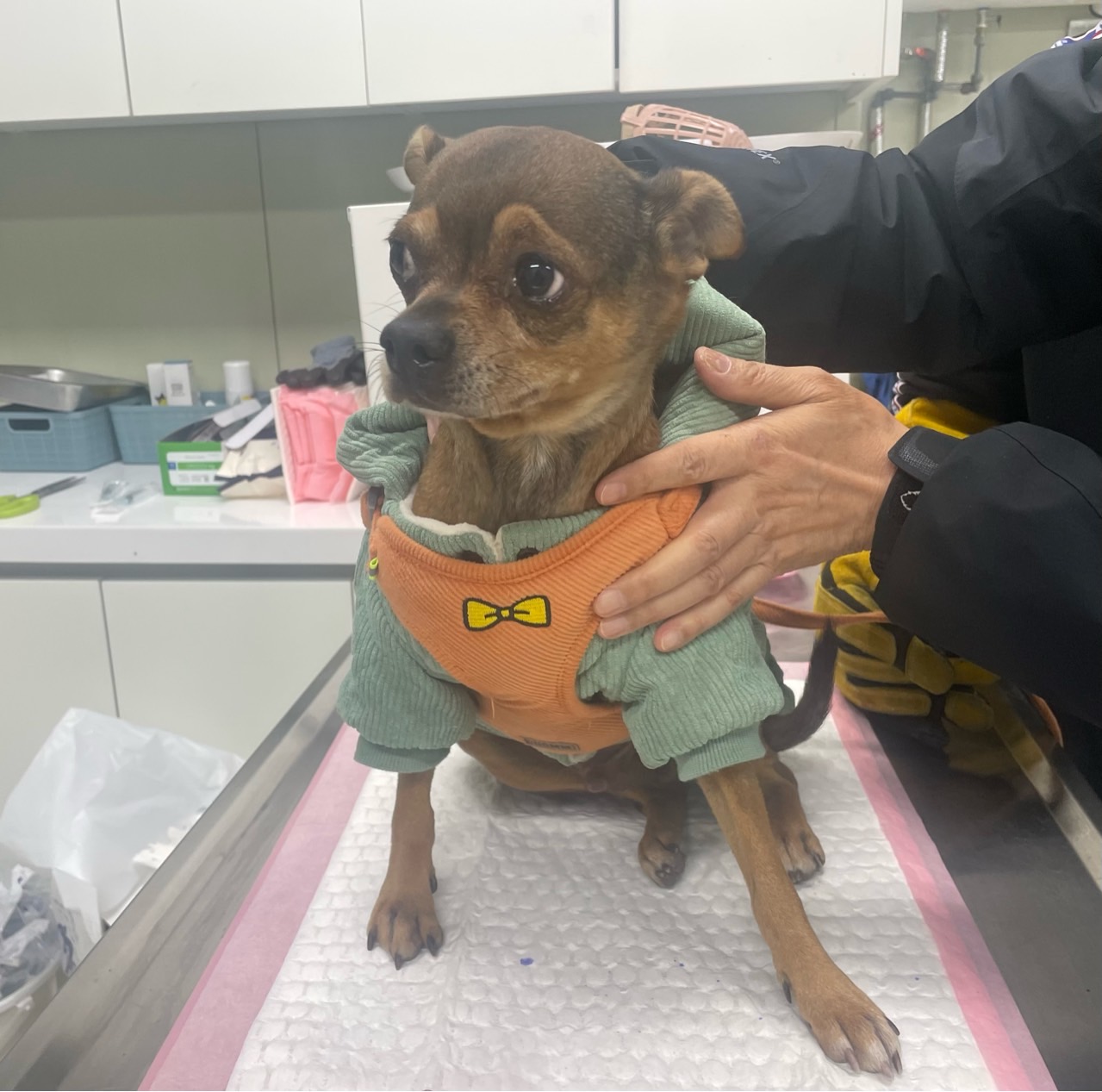 보호중 치와와의 가…