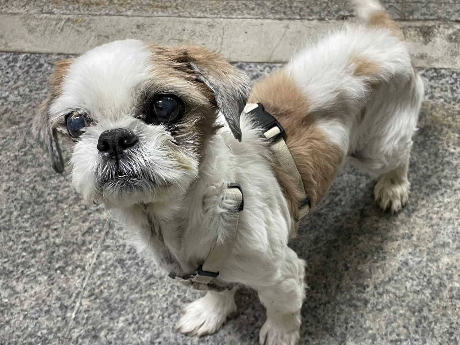 보호중 시츄의 가족…