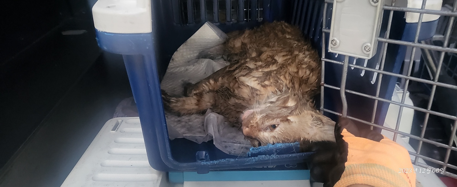 보호중 한국 고양이…