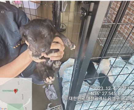 보호중 믹스견의 가…