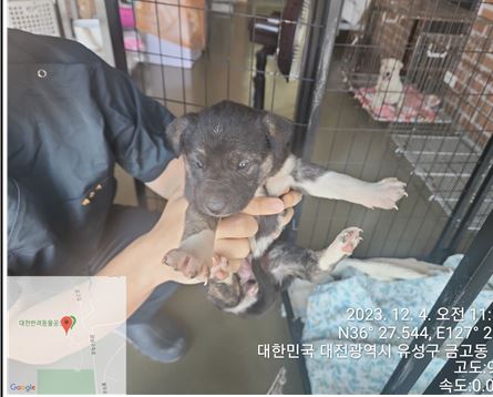 보호중 믹스견의 가…