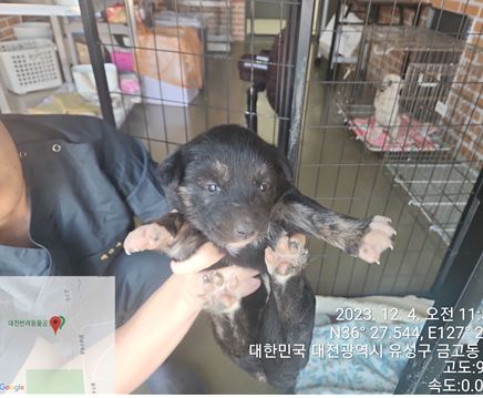 보호중 믹스견의 가…