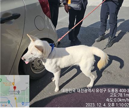 보호중 진도견의 가…