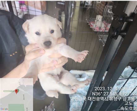 대전동물보호센터_430367202300829