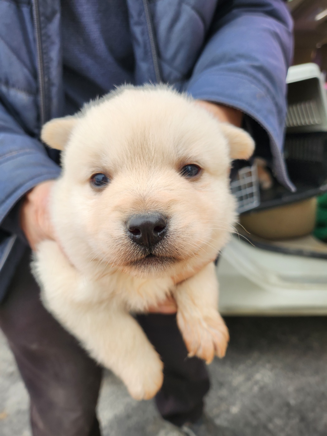 예산동물보호센터_444461202300776