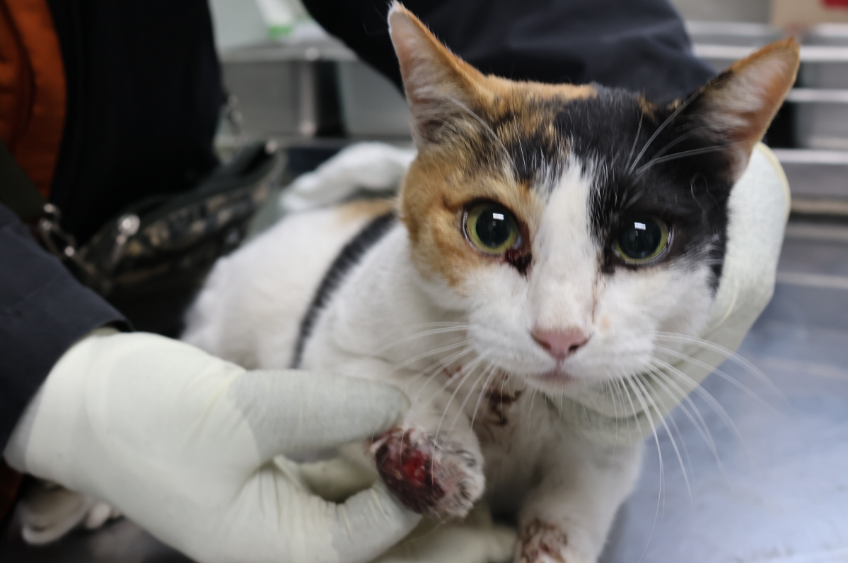 보호중 한국 고양이…