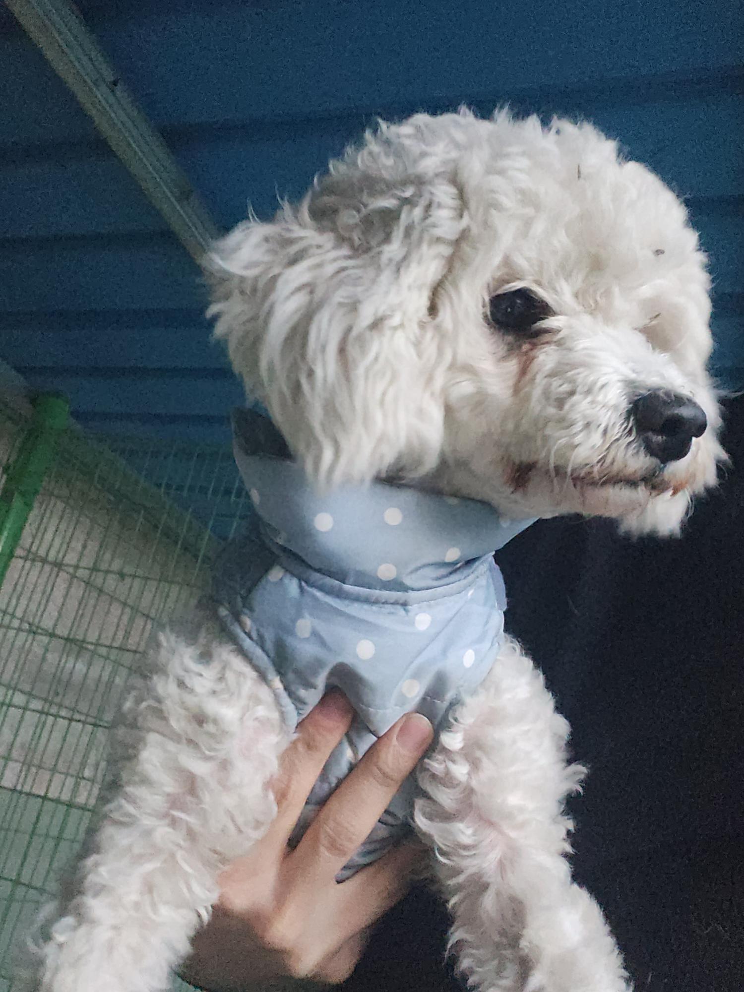 경북 봉화 소천면에서  푸들 발견 보호